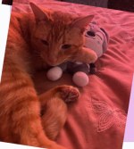 Screenshot 2025-01-28 1.05.50 PM.png