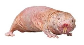 Mole Rat Blesmols Ugly Body Hairless ... Mole Rat Blesmols Ugly Body Hairless ...