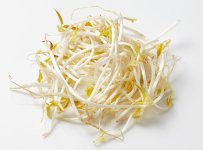 Mung_bean_sprouts.jpg