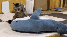 cat-shark.gif
