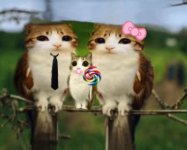 9a8f80e5efeff3967b66bb2b4f480cc4.jpg 9a8f80e5efeff3967b66bb2b4f480cc4.jpg