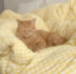 Screenshot 2026-01-24 7.47.00 PM.png