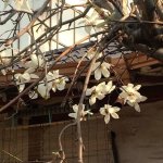 Light Academia _ Libraries _ Poetry I Art _ Flowers _ Knit Sweaters _ Books __Architecture.jpg