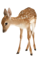 @niikiilyy (24).png @niikiilyy (24).png