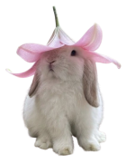 nicolaaq11.png nicolaaq11.png