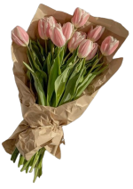 nicolaaq19.png nicolaaq19.png