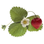 niki (63).png niki (63).png