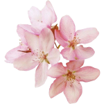 @nicolaaq (54).png @nicolaaq (54).png