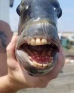 I always thought this fish was fake : r ...