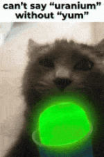 cat-kitty.gif