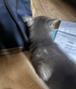 IMG_4147.jpeg