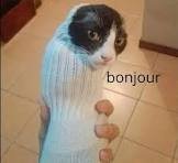 40 Funny Cat Memes for Unapologetic Feline Enthusiasts