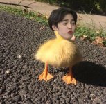 reaction scoups _ scoups duck _ scoups seventeen.jpg