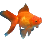 1780086095414.png