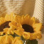 IMG_5279.jpeg