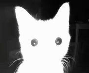 niki (8).png