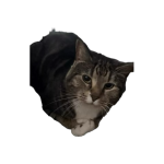 1784344717038.png