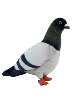 Pigeon Plush