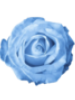 Light Blue Rose