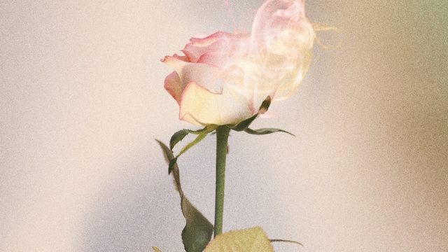 Niki (ENHYPEN) Profile &amp; Facts (Updated!)