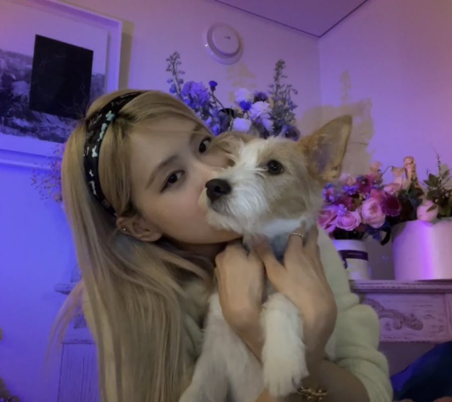 BLACKPINK Pets (PetPink) (Updated!)