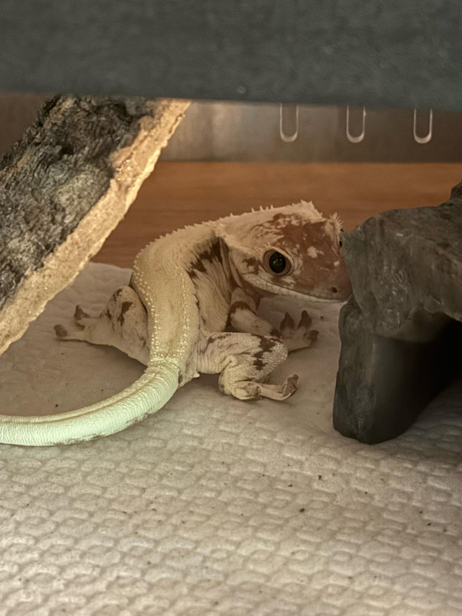 Han's lizard
